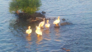 pelicans hanging out on the downstream side of the dam